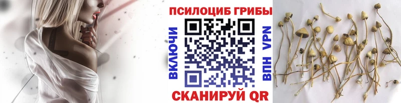Псилоцибиновые грибы мицелий  где купить наркоту  OMG ссылка  Отрадная 